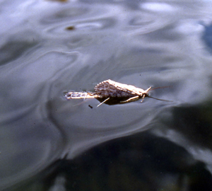 Semi-emerged Adult Caddis
