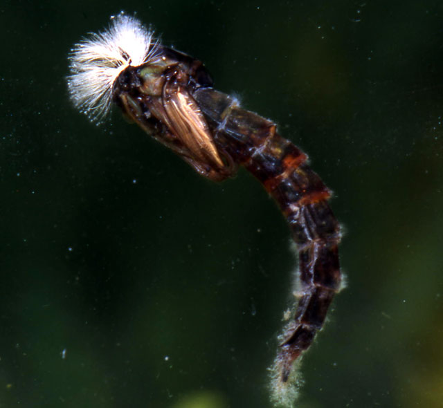 Deepwater Pupa
