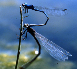 Damselfly Mating