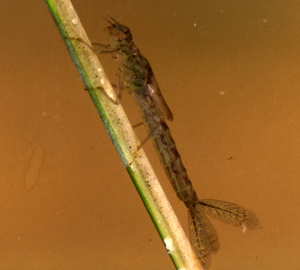 Damselfly Narrowinged Nymph